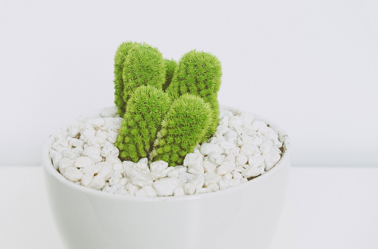【植物怎样过冬三年级/四季告诉你的科学植物如何过冬】