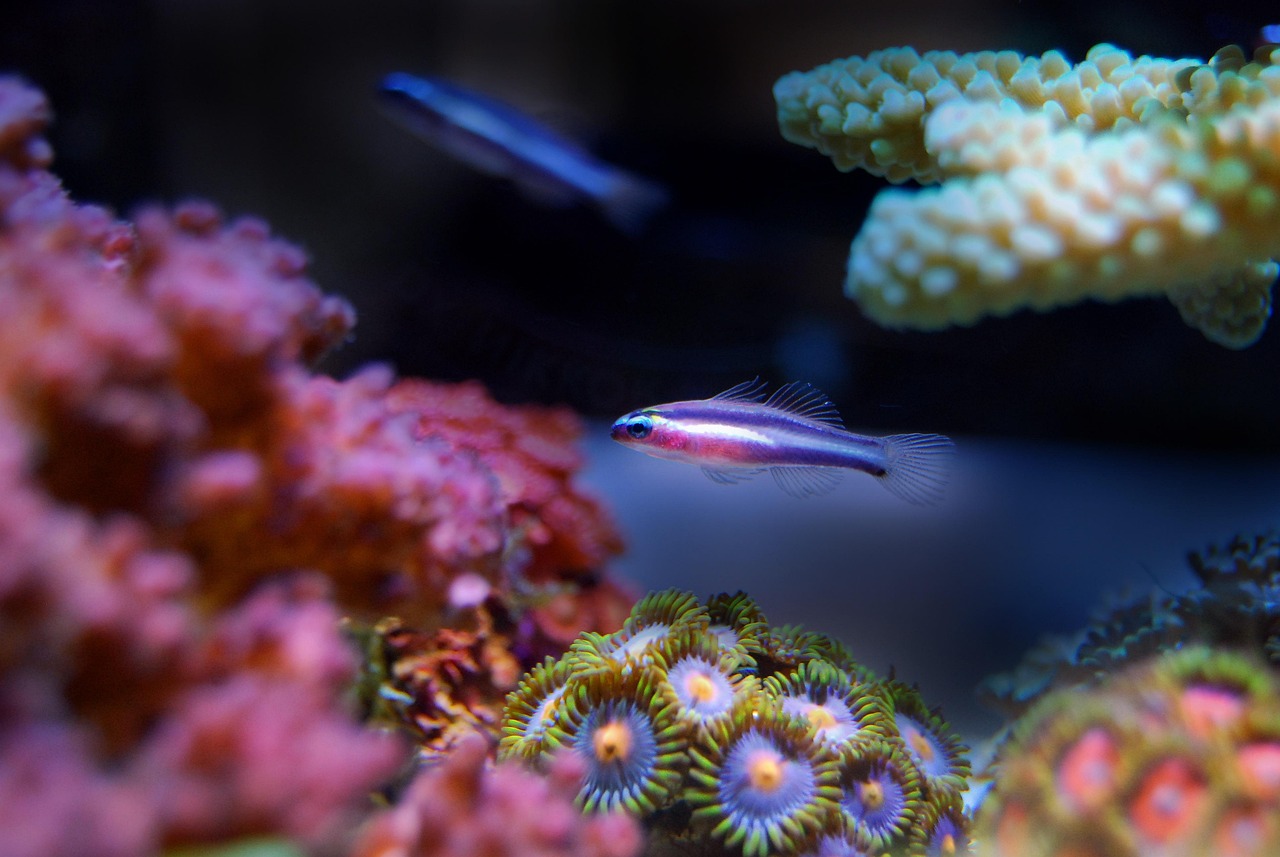 海底世界都有什么动物?〃海底世界的海洋生物 海底世界都有什么动物?〃海底世界的海洋生物