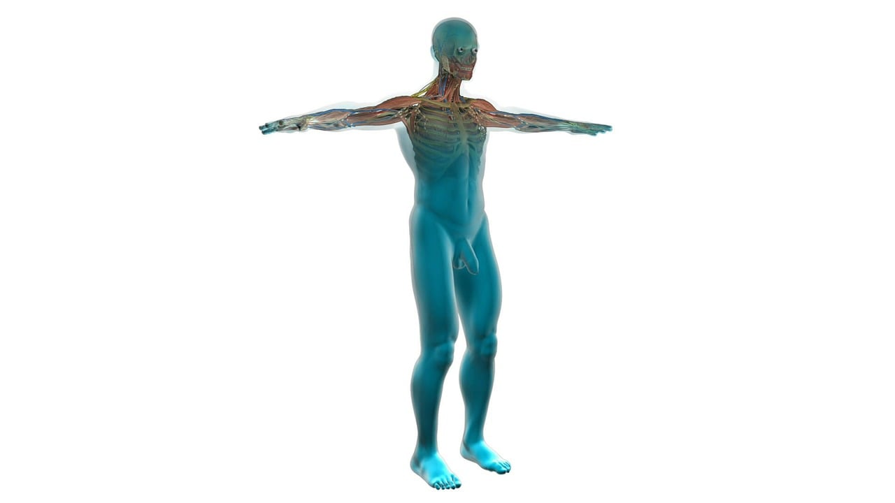 科学作业人体结构〃人体结构科普大全书 科学作业人体结构〃人体结构科普大全书