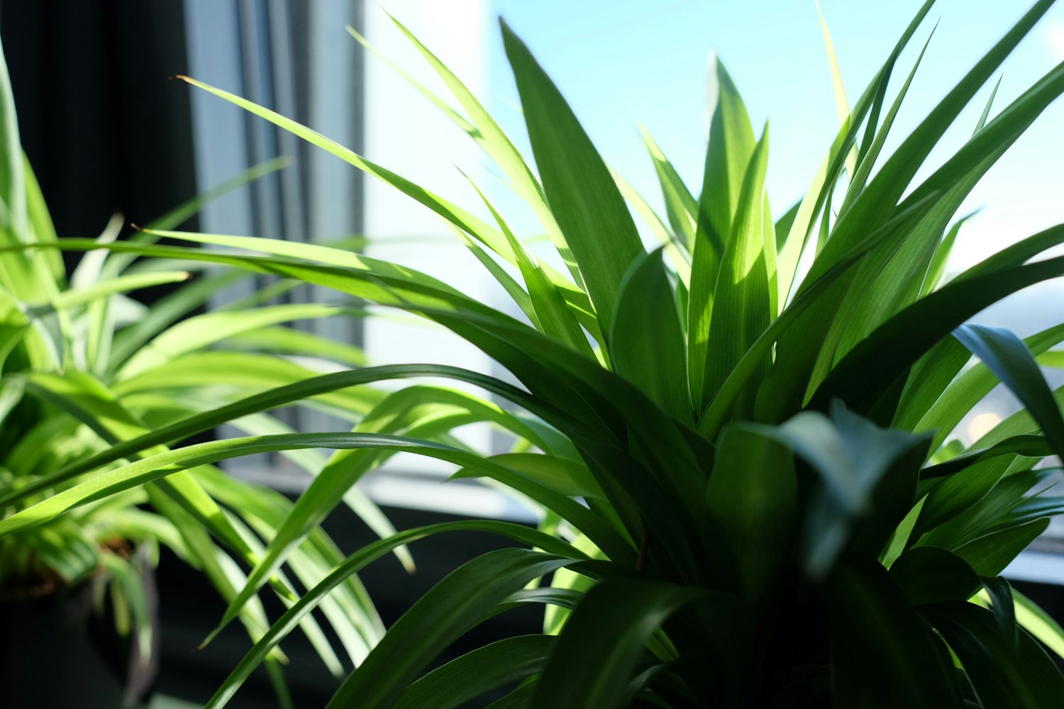 8款超适合冬天养的耐阴植物〃冬天耐寒的室内绿植 8款超适合冬天养的耐阴植物〃冬天耐寒的室内绿植