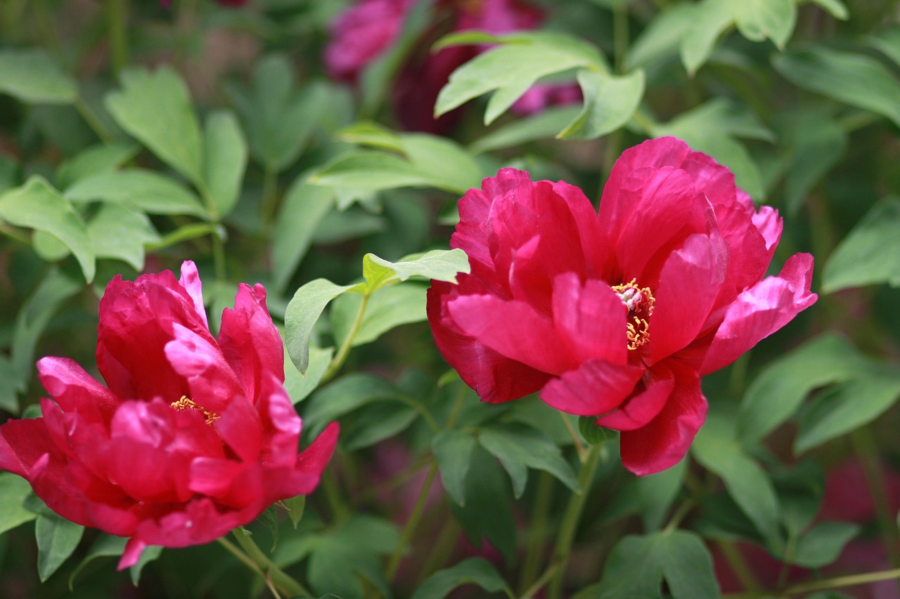 “插花中最常用的十种花材和衬叶是什么？	” 100种插花常用叶材？