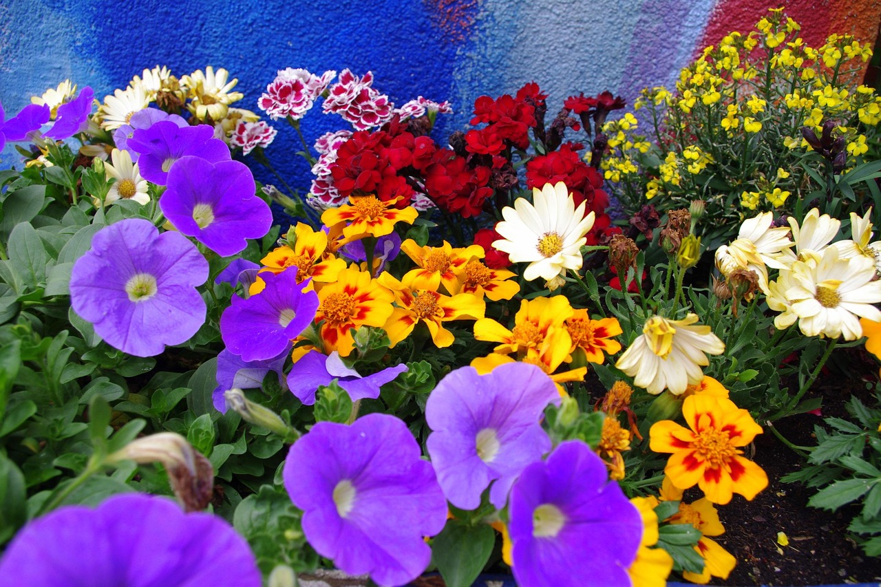 【四种常见花朵的花名和特点有哪些?/10种花的名称】 【四种常见花朵的花名和特点有哪些?/10种花的名称】