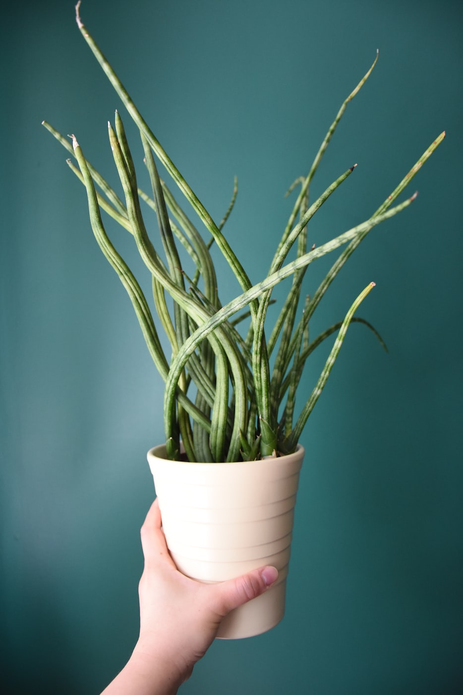 室内观叶植物的介绍,室内观叶植物有哪几种类型